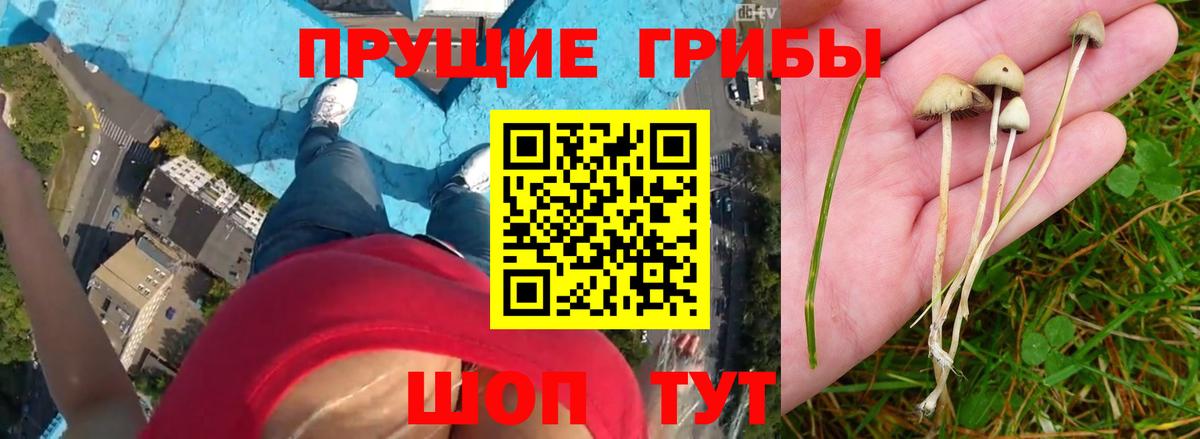 Добрянка  Псилоцибиновые грибы ЛСД  Вход с VPN  Галлюциногенные грибы Psilocybine cubensis 